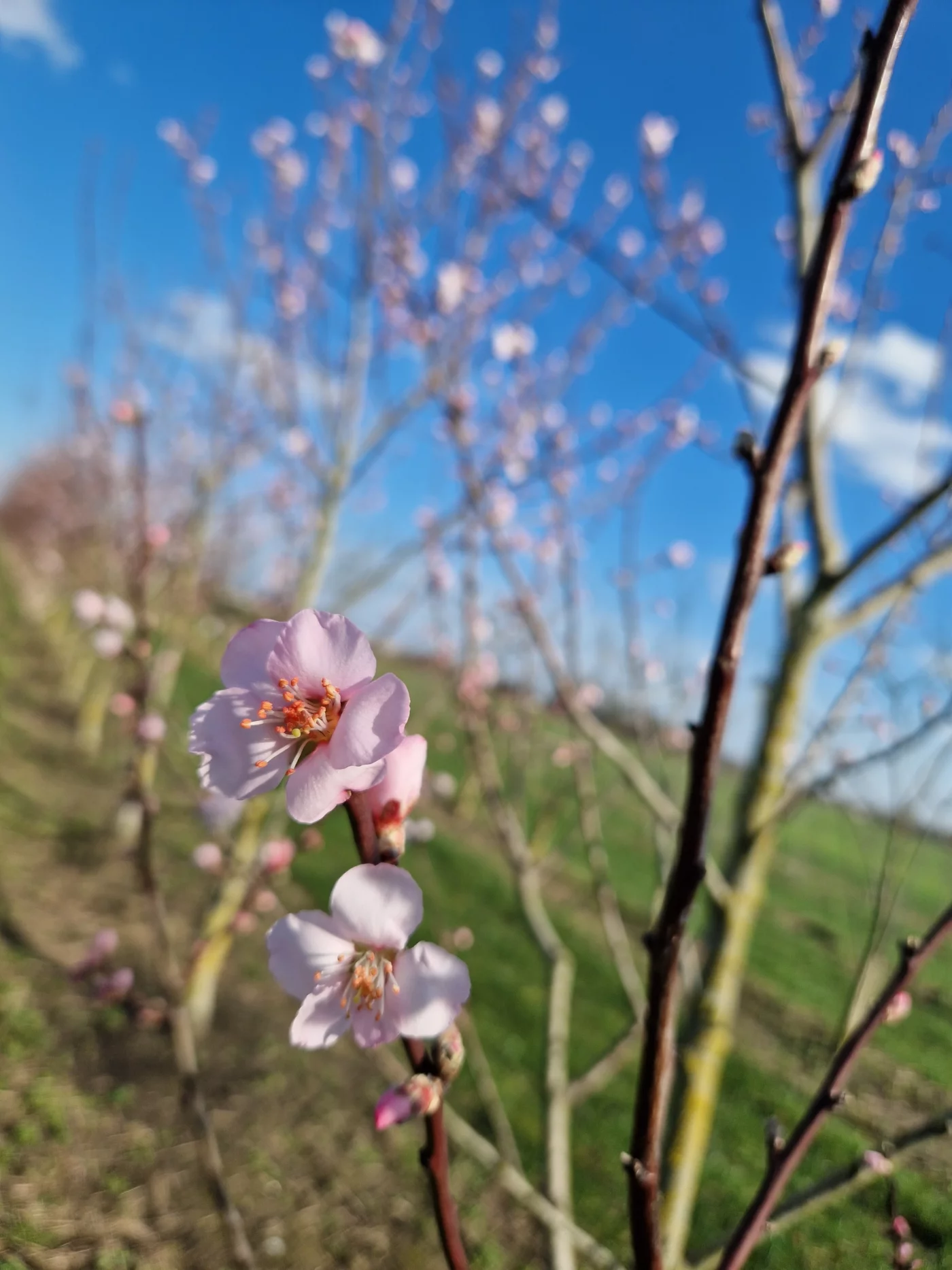 Prunus dulcis robijn Meerstammige Bomen Boomkwekerij Joos Waregem 1