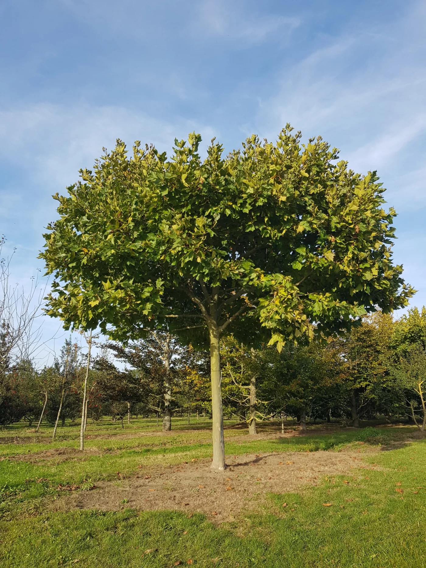Platanus acerifolia Alphens globe Hoogstambomen Boomkwekerij Joos Waregem 1