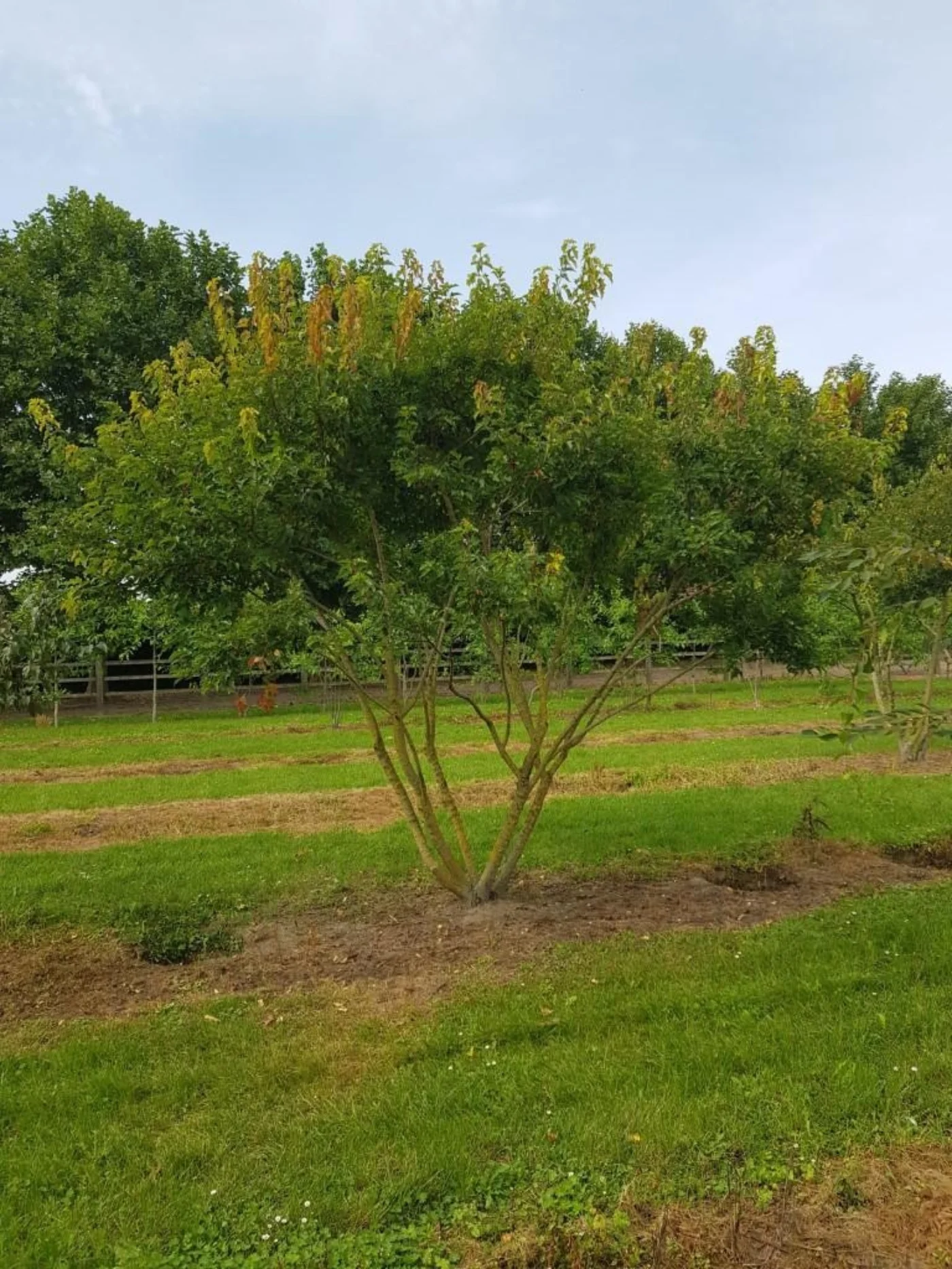 Acer tataricum ginnala Meerstammige Bomen Boomkwekerij Joos Waregem 2