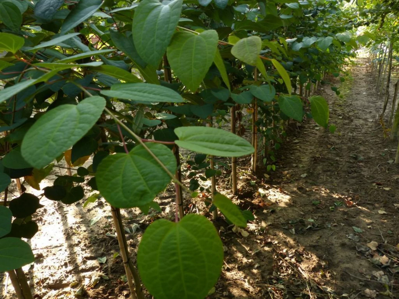 Cercidiphyllum japonicum blad Hoogstammige Bomen Boomkwekerij Joos Waregem 1