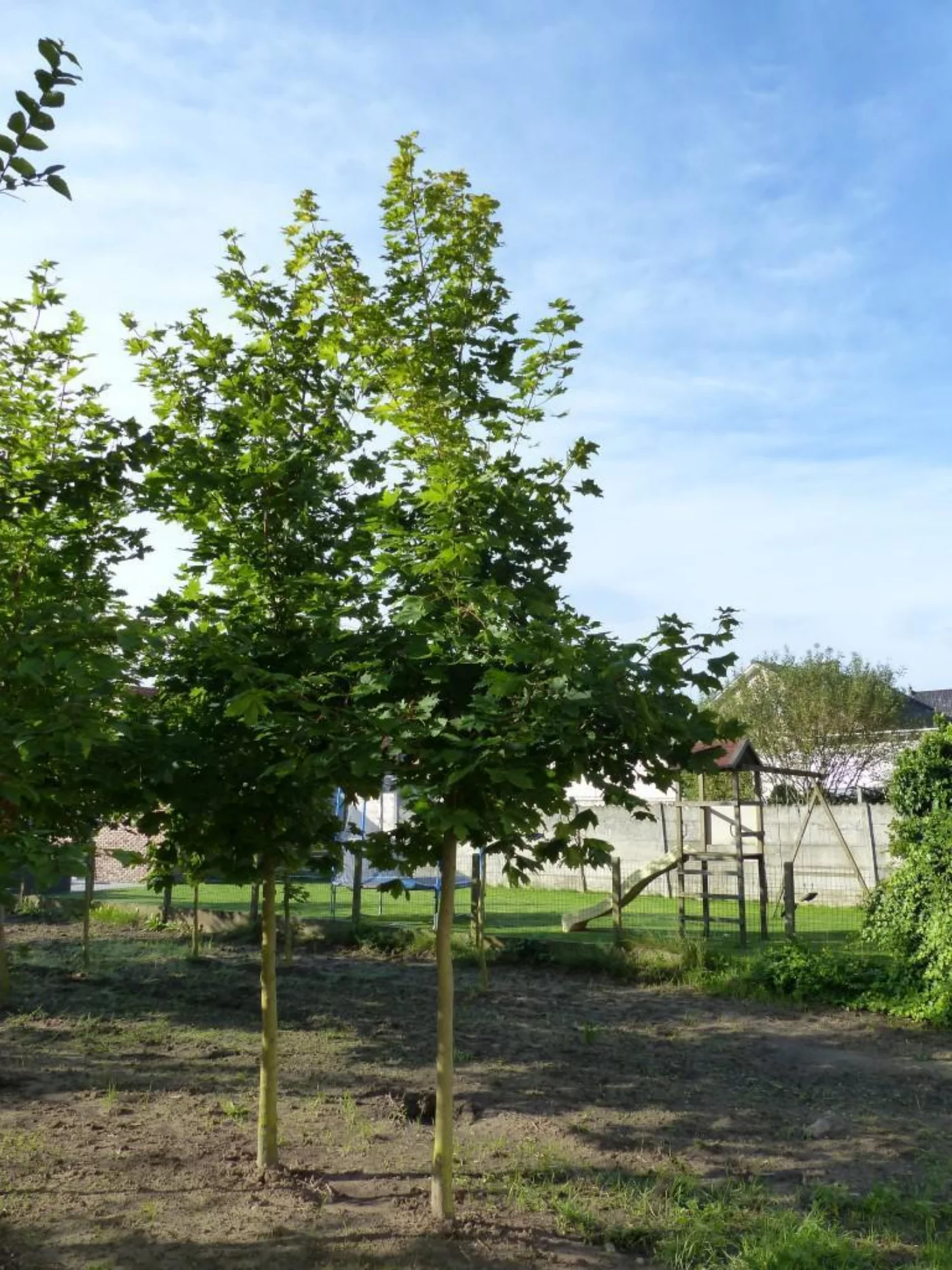 Acer platanoides Hoogstammige Bomen Boomkwekerij Joos Waregem 1