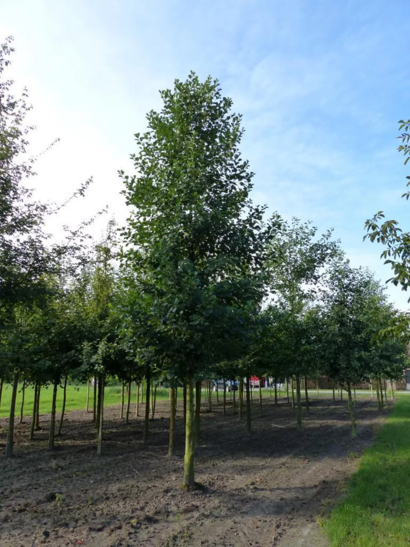 Alnus glutinosa Hoogstammige Bomen Boomkwekerij Joos Waregem 1