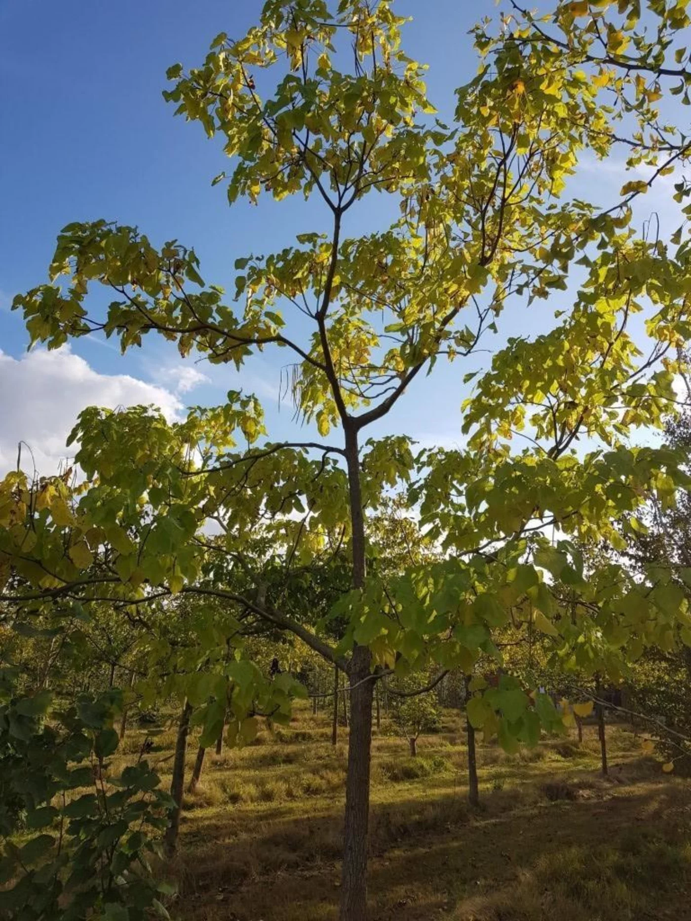 Catalpa bignonioides Hoogstammige Bomen Boomkwekerij Joos Waregem 1